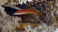 241 Girelle femelle (Coris julis)